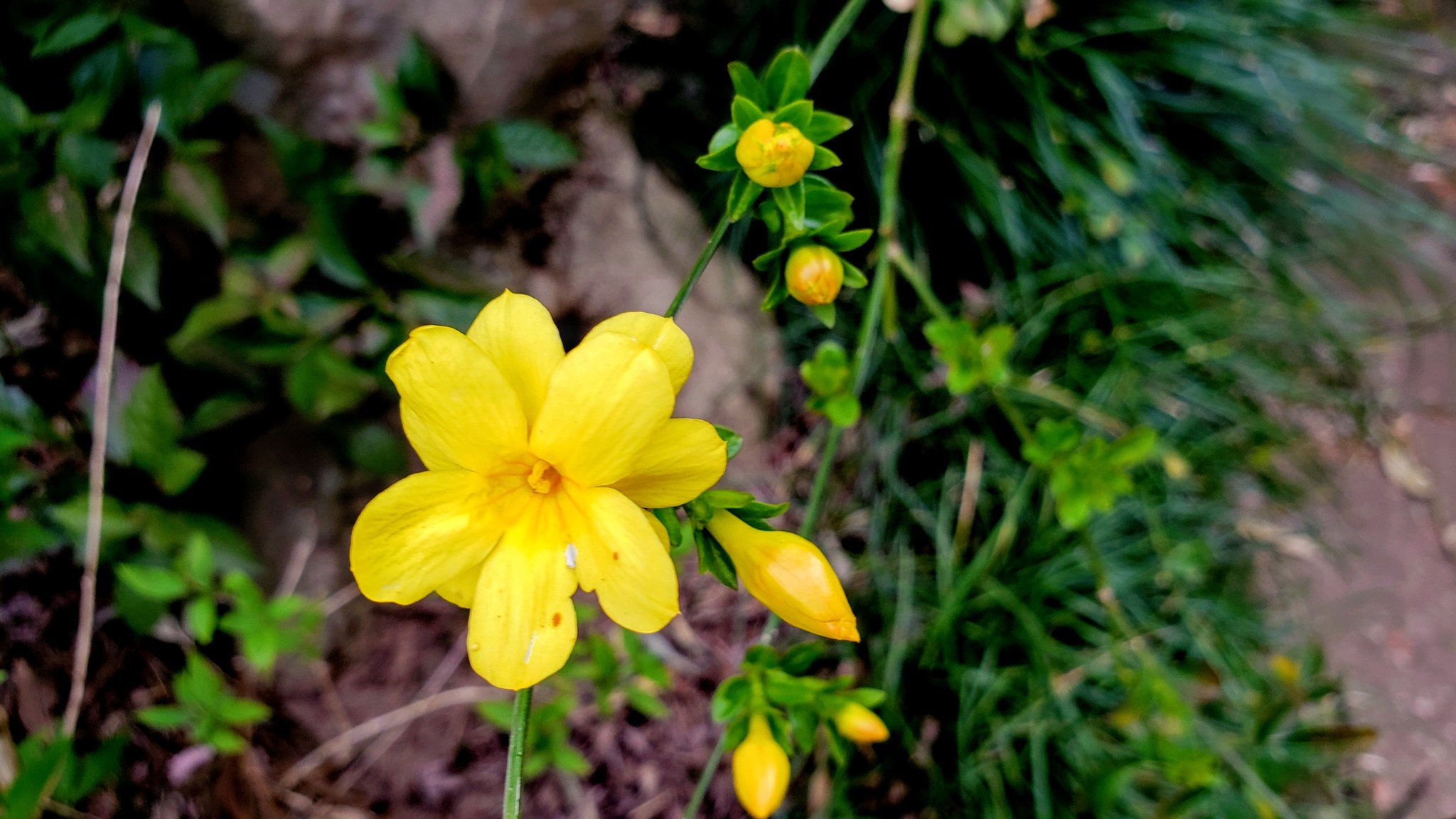 じゅちょまる お疲れ様 目を引く鮮やかさ 雲南黄梅 咲きました 和名 黄梅擬 雲南素馨 黄梅素馨 花言葉は 優美 明朗 皆様 いつもありがとう 明日はシドさんのid S限定live 楽しみます おやすみなさい また明日 ウンナン
