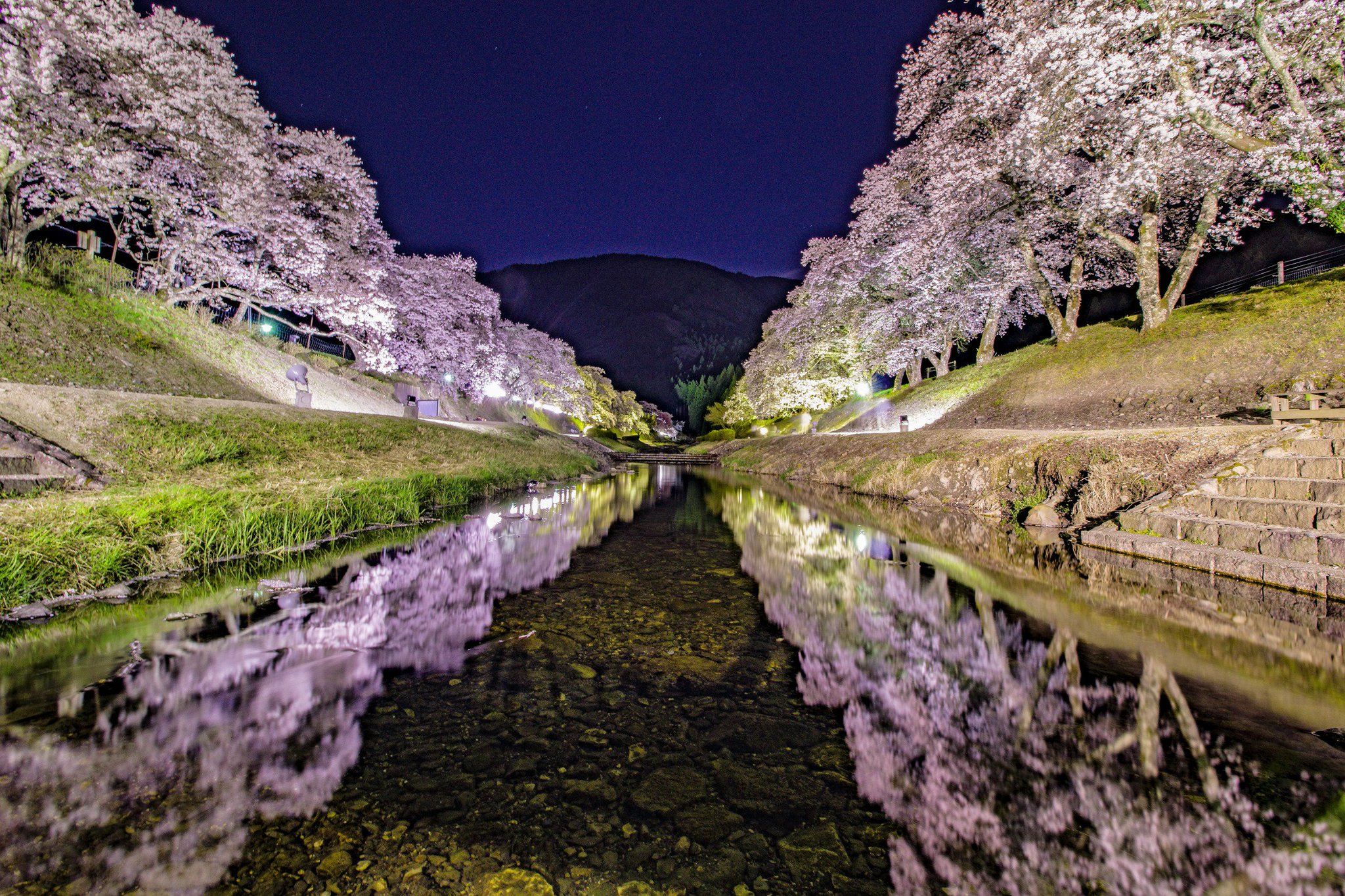 桜 セルロイド 『桜柄』 | プラチナ万年筆