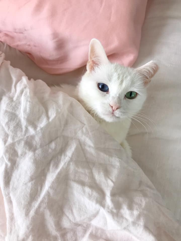 Mia was unwed mom living on streets in bad area of Brooklyn, trying 2 survive. We rescued them &amp; got babies homes. After months of socialization Mia is home! Pls donate 2 our fundraiser &amp; help us make miracles happen. RT crowdrise.com/o/en/campaign/… #CatsOfTwitter  <a href="/AlyssaMastro44/">alyssa mastromonaco</a>