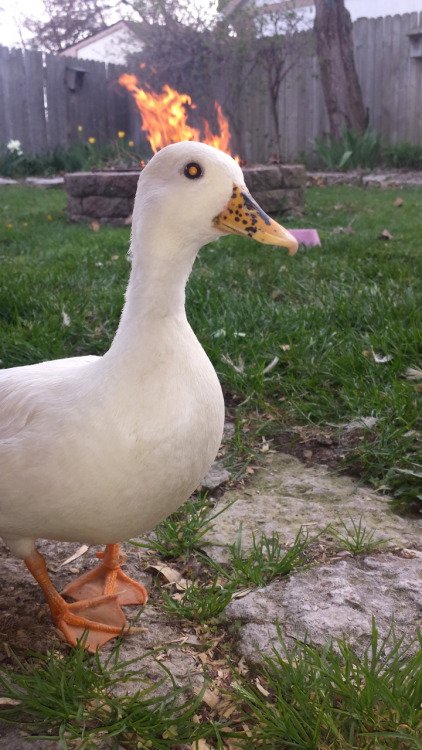 Dolan Dark tweet media