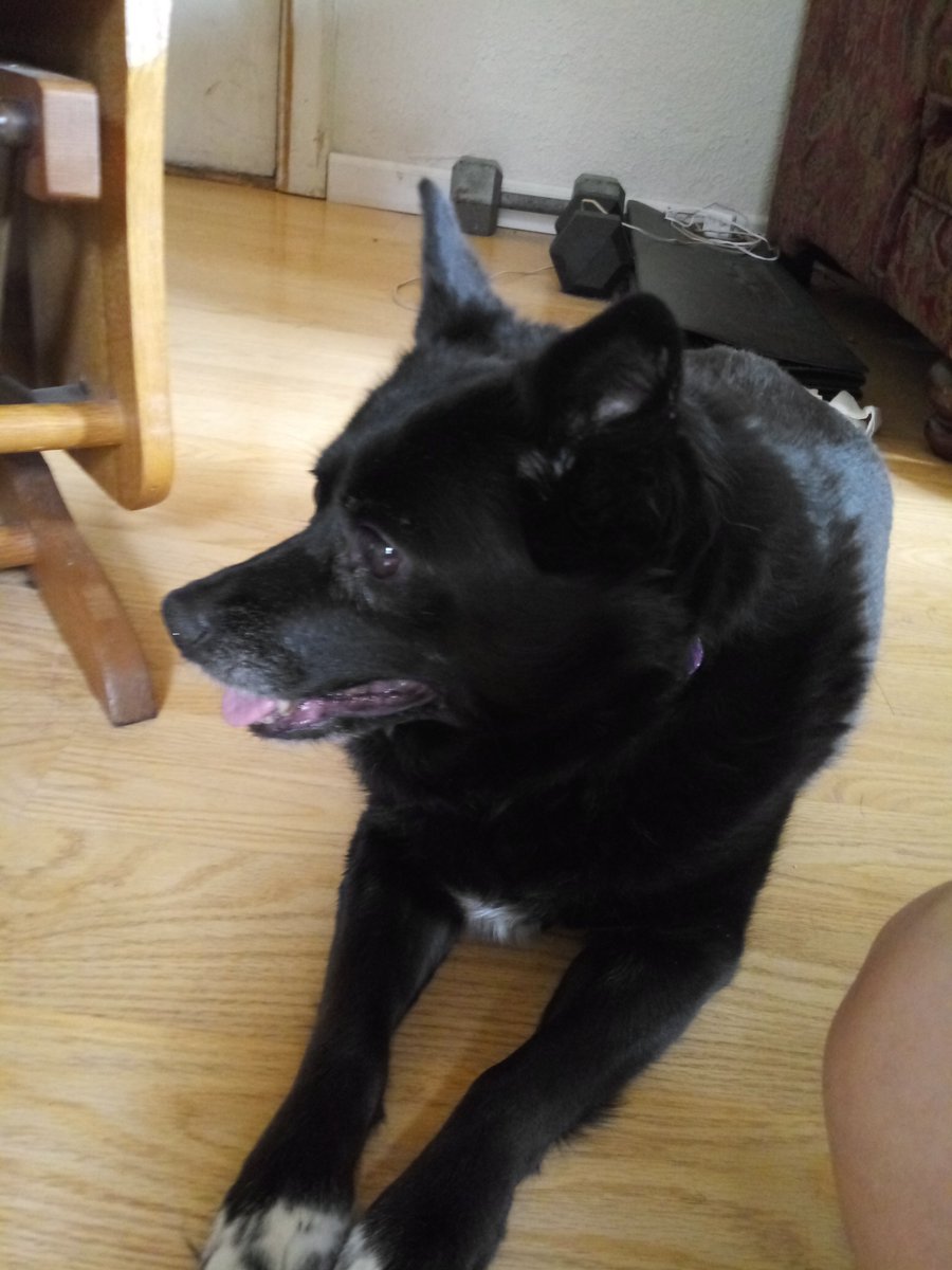 someinkedchick's tweet photo. @dogcelebration Small. Scout is an 18lb Schipperke. https://t.co/2TPXv9ZBcH