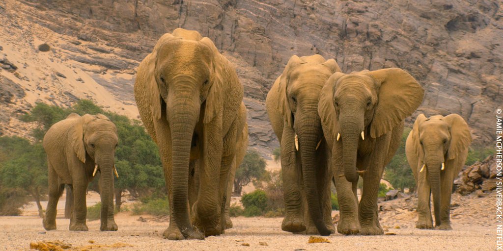 wwf_uk's tweet photo. Did you know, elephants can drink up to 225 litres of water a day in just one visit to a water hole? @OurPlanet shows the challenges these desert-dwelling elephants are facing in tough environments. #ShareOurPlanet https://t.co/7ES2eGg1lT