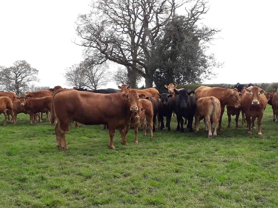 liamprice18's tweet photo. Checking up on the cow and calves that have been turned out so far. Overcast but still nice and warm. https://t.co/TLci3qG4zQ