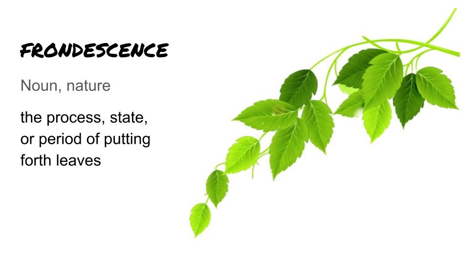 KeanWriting's tweet image. Enjoy the beautiful leaves and flowers!  Today's word is Frondescence, the process, state, or period of putting forth leaves. #keancougars #keanwritingcenter #writingcenter
