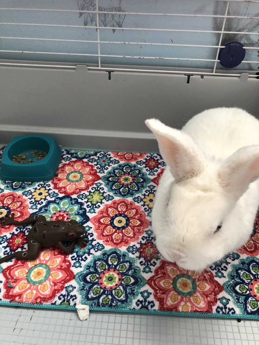 what my little brother thinks a prank is: