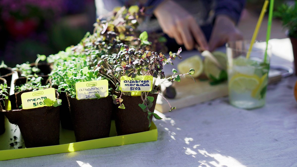 tradgardengames's tweet photo. 🐇This #Easter, give #gardening a go with our Sembra 'sow and grow your own' kits. Over 20 kits for both children and adults to choose from -  PLUS everything's in the box, just add water and a little L❤️VE!
See the range ⤵️
https://t.co/vIp7IkOTGk

#growyourown #getoutside https://t.co/4TQhEYR5hs
