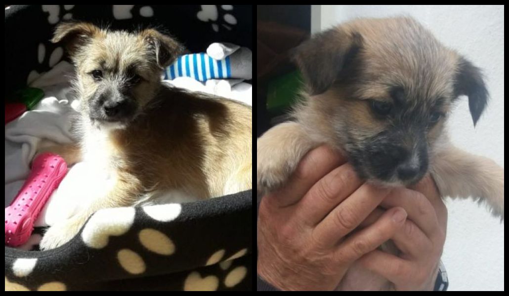 #Madrid
LAKY es una tierna cachorrita de 3 meses
Fruto de camada indeseada e irresponsable en busca de hogar en #adopcion
Simpatica,alegre y juguetona...será la reina de tu casa si le abres las puertas  de tu ❤️
De adulta pesará 7kg
#cachorros
#adopta
📩facenuevavida@gmail.com