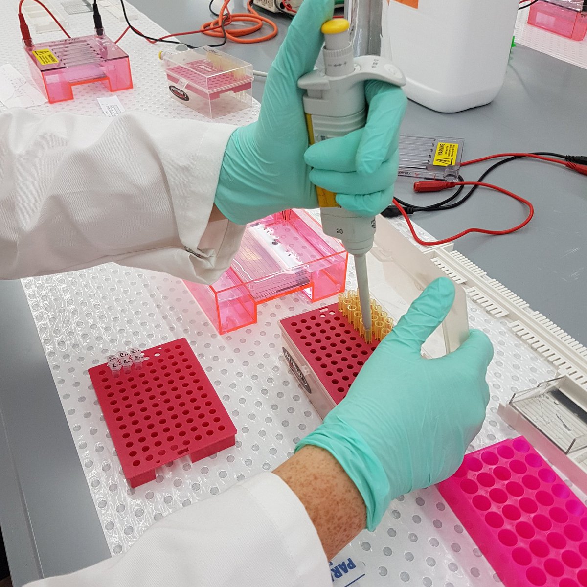 GenHxAustralia's tweet photo. Sequencing time! #PCR #genetics https://t.co/N9fUs8Zrjn