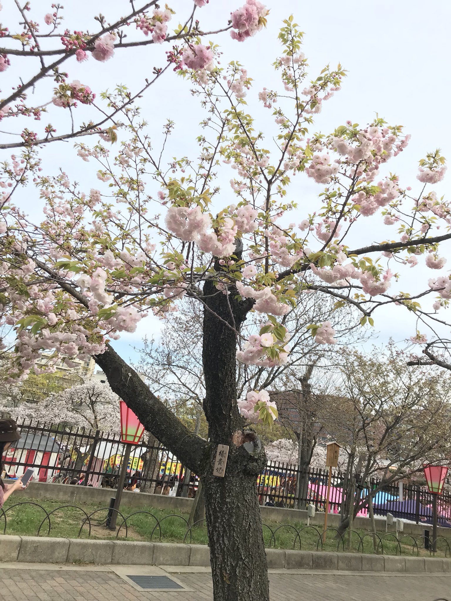 日本商旅服务 Ar Twitter 贵妃樱花 一一日本 珍稀品种 楊貴妃桜 ようきひざくら 摄于大阪第一赏樱胜地 造币局櫻花大道 サトザクラの一品種 花は大きく淡紅色で 八重咲き T Co 5tgd2bcgjw Twitter