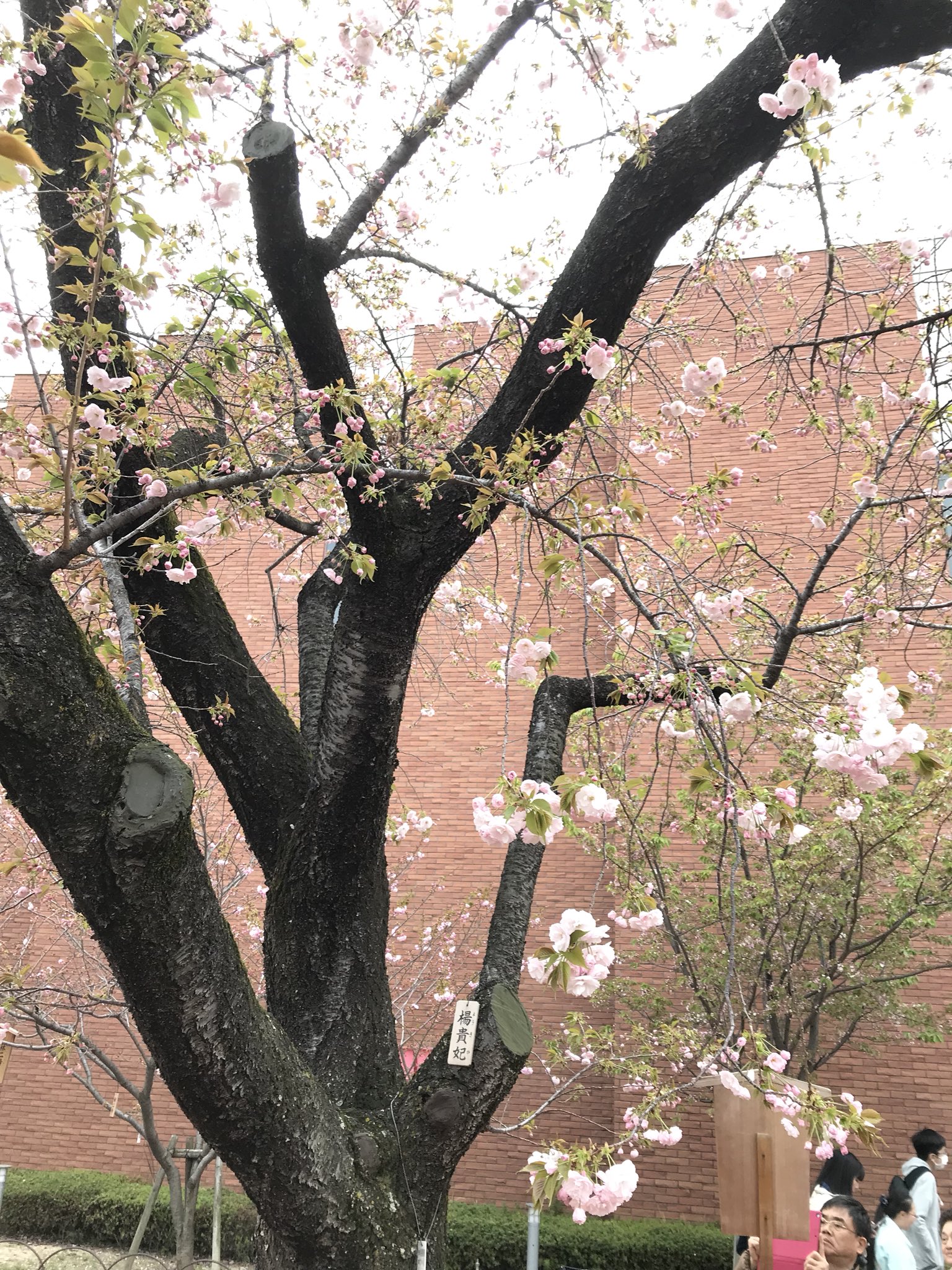 日本商旅服务 贵妃樱花 一一日本 珍稀品种 楊貴妃桜 ようきひざくら 摄于大阪第一赏樱胜地 造币局櫻花大道 サトザクラの一品種 花は大きく淡紅色で 八重咲き T Co 5tgd2bcgjw Twitter