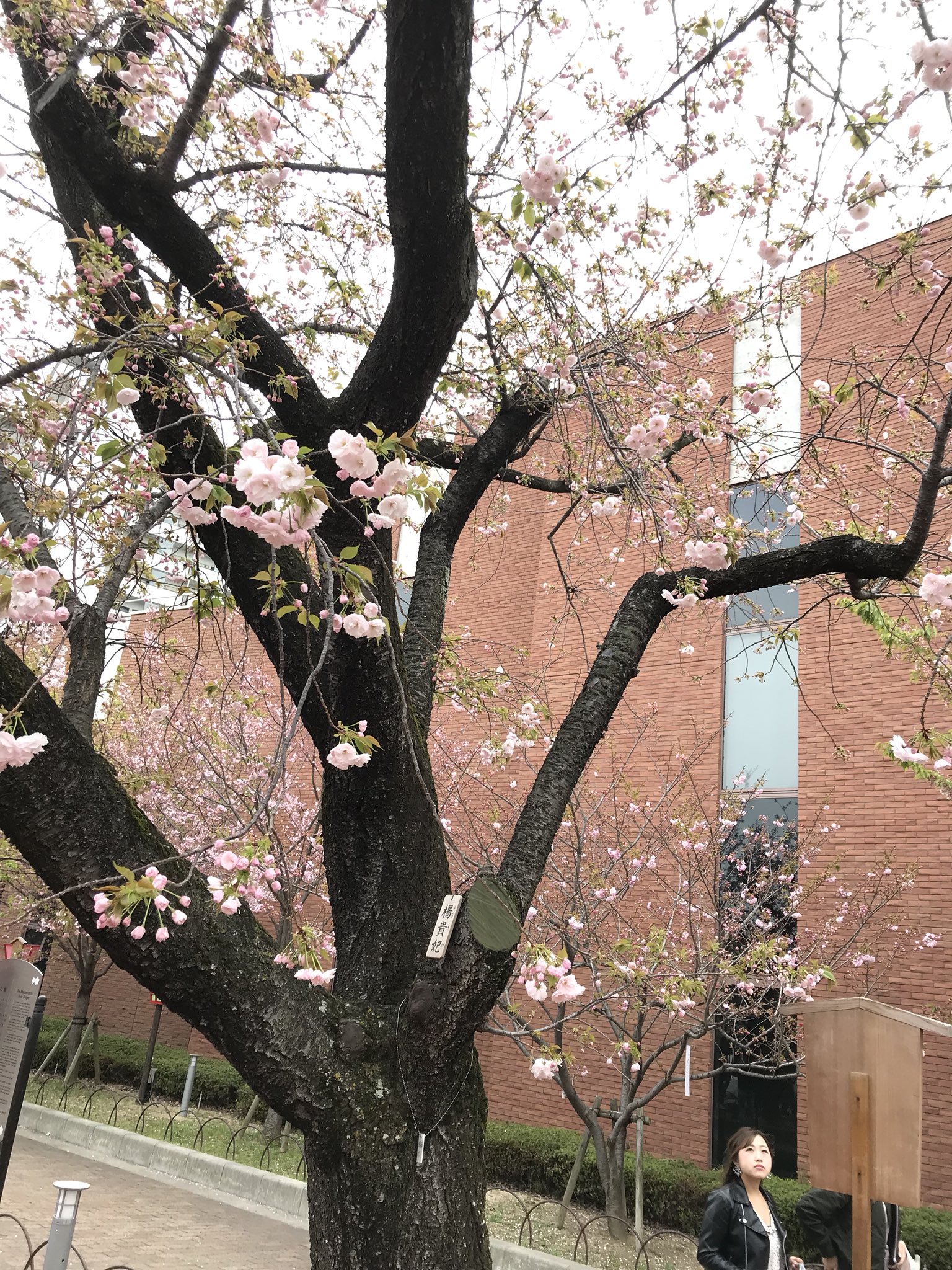 日本商旅服务 贵妃樱花 一一日本 珍稀品种 楊貴妃桜 ようきひざくら 摄于大阪第一赏樱胜地 造币局櫻花大道 サトザクラの一品種 花は大きく淡紅色で 八重咲き T Co 5tgd2bcgjw Twitter
