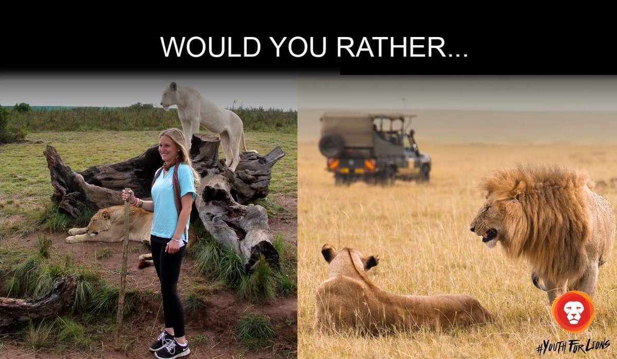 YouthForLions's tweet photo. For #AprilAlert we have decided to play a game of 'Would You Rather?'

So would you rather walk with lions, not knowing what kind of fate lies ahead of them, or see them walk next to or near your vehicle in the wild where you know they are free? https://t.co/RRRooQQFjV