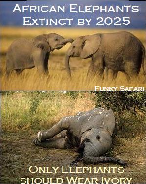 Killing for tusks is a particularly gruesome trade. Poachers will often shoot young elephants to draw in a grieving parent, which is then killed for it’s ivory. These mammals could face complete extinction within the next 15 years. 🐾🐘
#BanPoaching #AnimalRights #AnimalCruelty