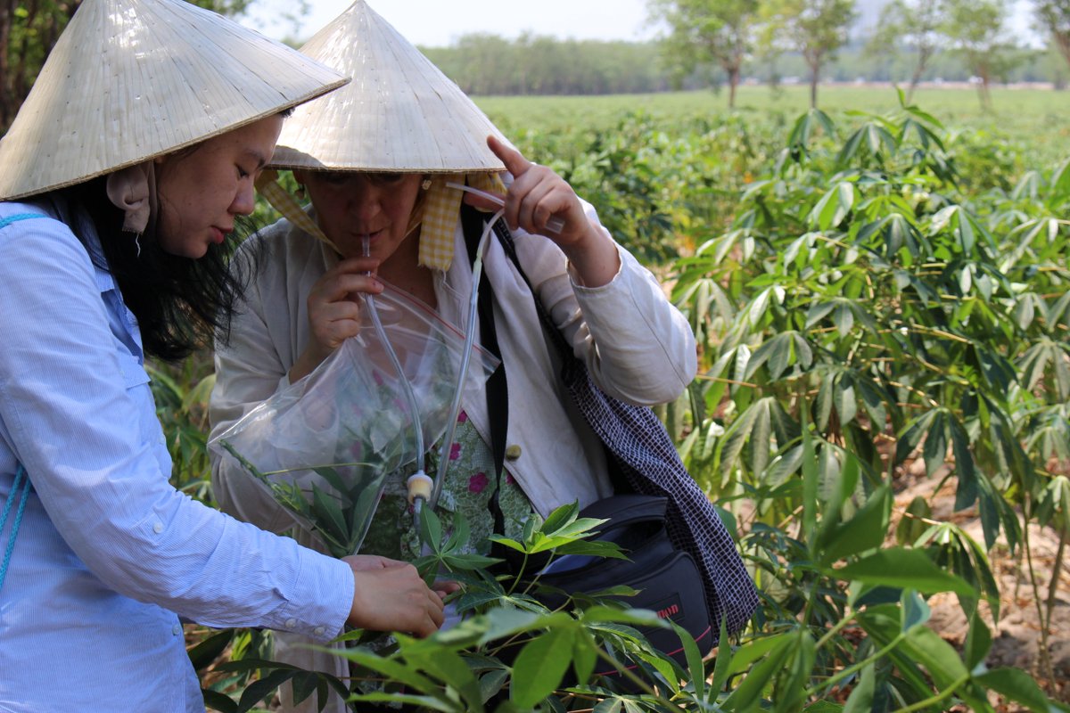 NRInstitute's tweet photo. Sue Seal &amp; Sophie Bouvaine have been in #Vietnam meeting local researchers to discuss the current local epidemic of #cassava mosaic disease #NRI125 #Whitefly #Cassava #CMDinSEA https://t.co/fBGRe4EthE