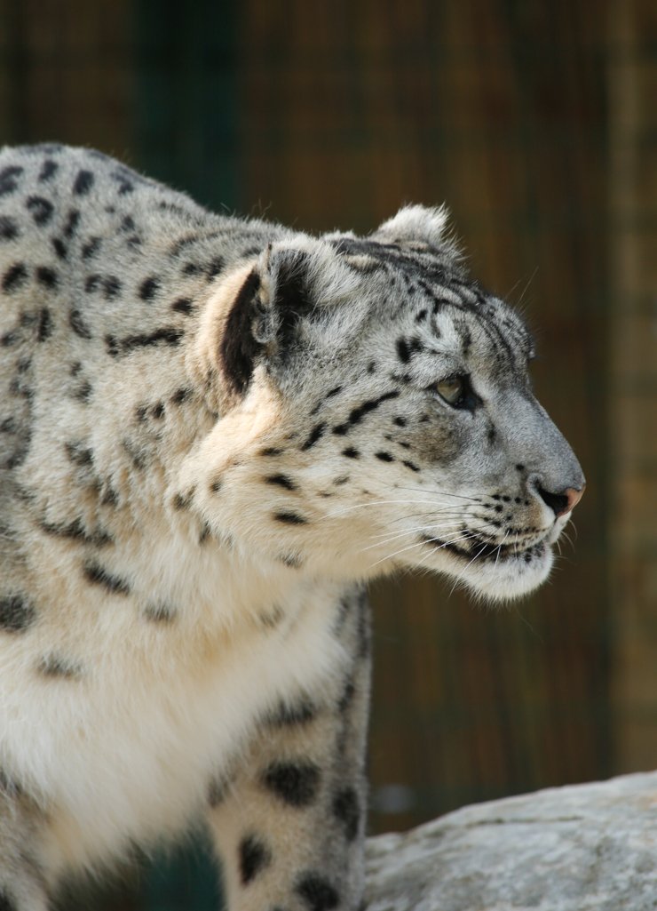 the4ts's tweet photo. Enormous thank you to everyone who has liked and/or RTed my photos. That was very kind of you. Quite a few liked Laila, the snow leopard from @TheBigCatSanct so here are a couple more https://t.co/1DUn8mrbwb