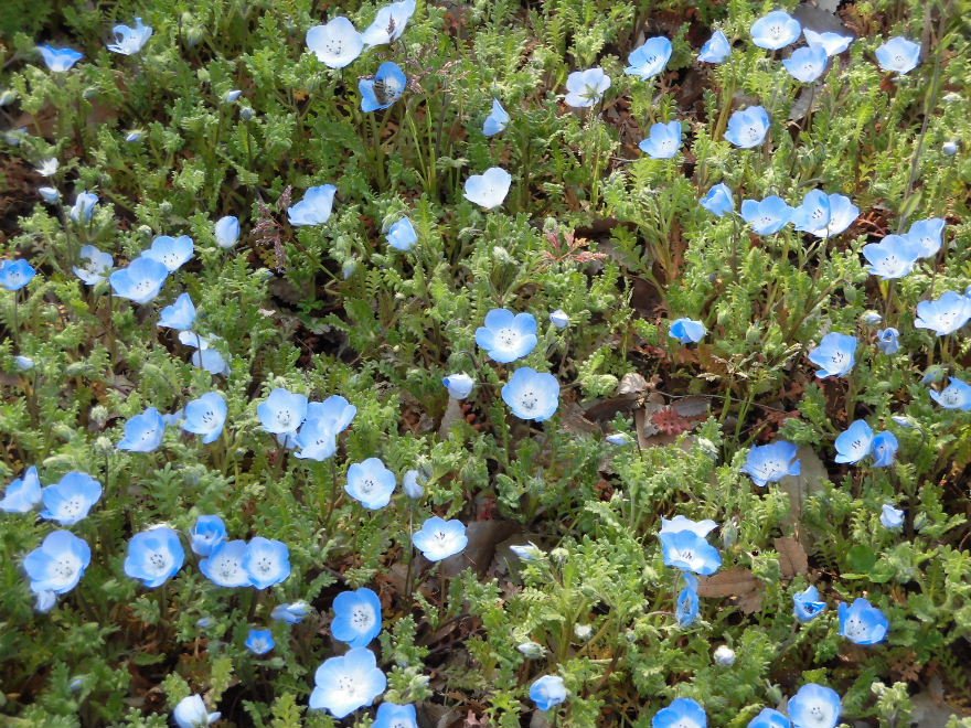 Linkatest على تويتر 相模原公園の芝生広場でネモフィラが咲き始めていました 花 ネモフィラ 公園 相模原公園 3月30日撮影 場所 T Co Xkhlvsk8rz