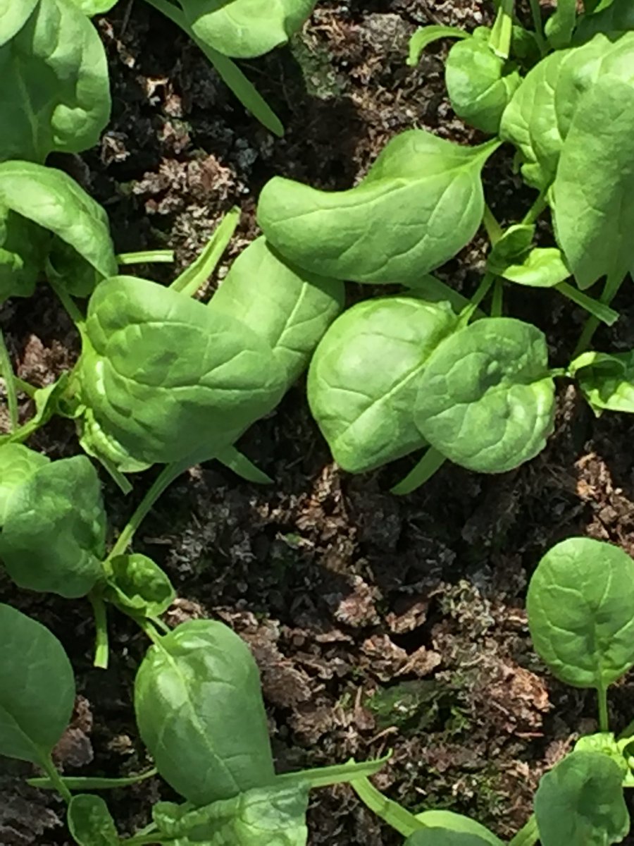 Sunshine_Fife's tweet photo. Fresh spinach ready in the SK greenhouse, just in time to make quiche for @FifeFarmersMark in Cupar on Saturday #fifeproduce #cupar #quiche https://t.co/HUrD0ZHLC8