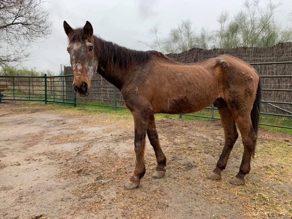 Nogal 😍😍😍
Tiene 27 años y llegó ayer al Santuario, muy delgado y sin dientes. Tiene una mirada que cuenta miles de historias.
Los animales explotados nunca disfrutan de la vejez. Por eso nos preocupamos tanto, porque el valor de una vida no depende de su utilidad para otros.