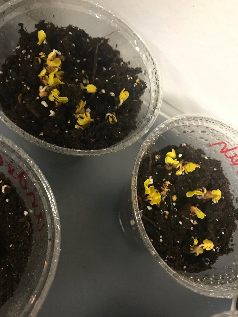 LJohnsonTeacher's tweet image. We are ready for @PowellGardens for our field trip about Pollinators! I had to wear my bee gear! 🐝 @isdscience @ISDSchools @3TrailsTigers #3tepride #kcedu #weR2ndgrade #goingbeyond