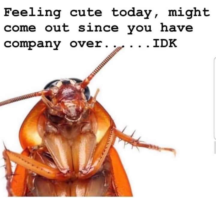 csi_pest's tweet photo. LOL! You just never know...It's Easter weekend...always keep that pest management professional’s phone 📲 number handy! Ha #pestcontrol #roachinfestation #tekkopro https://t.co/E6lxfgris0