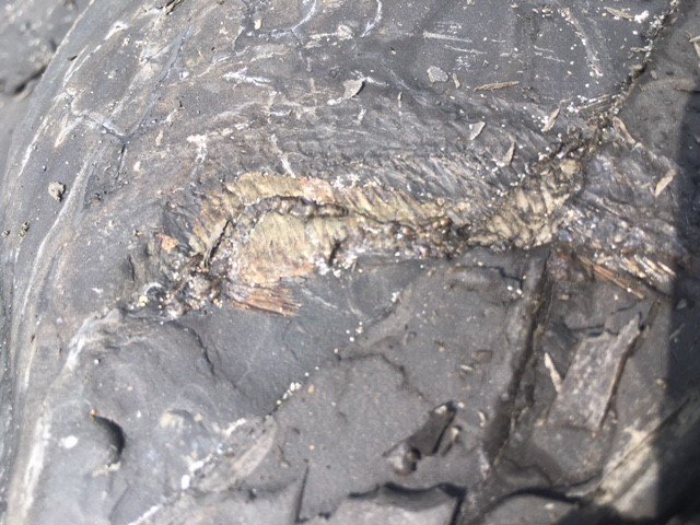 TEC_Kimmeridge's tweet image. We found some great finds on our bay tour yesterday including a fossil fish &amp;amp; fossilised cuttlefish! The group thoroughly enjoyed finding their own fossils with Steve, who was able to explain the stories behind his finds in the locality #fossils #storiesofdeeptime #fossilwalk 🌊