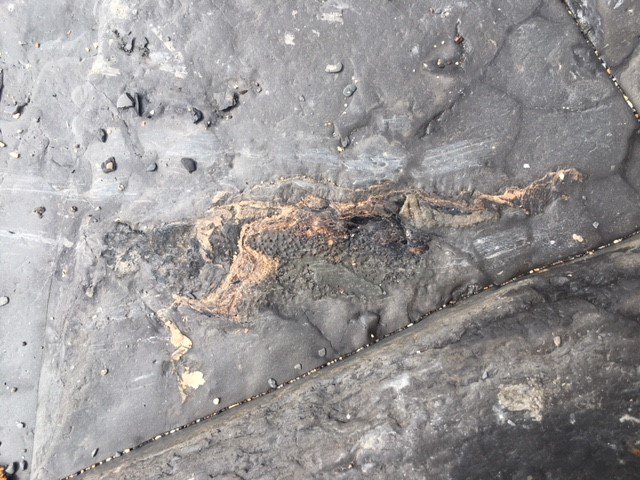 TEC_Kimmeridge's tweet image. We found some great finds on our bay tour yesterday including a fossil fish &amp;amp; fossilised cuttlefish! The group thoroughly enjoyed finding their own fossils with Steve, who was able to explain the stories behind his finds in the locality #fossils #storiesofdeeptime #fossilwalk 🌊