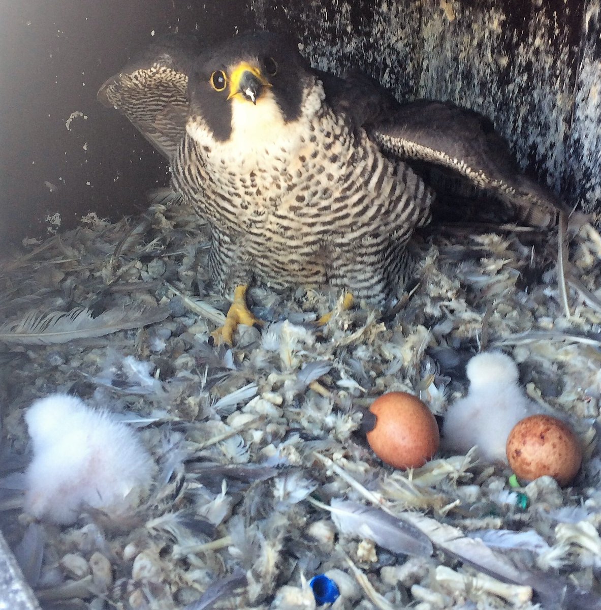 Het is lente, ook voor deze slechtvalkmoeder en haar twee donzige babyvalkjes bovenop het kantoor <a href="/Nouryon/">Nouryon</a> in Arnhem. En het gezin is nog niet compleet, zoals de twee eieren verraden.