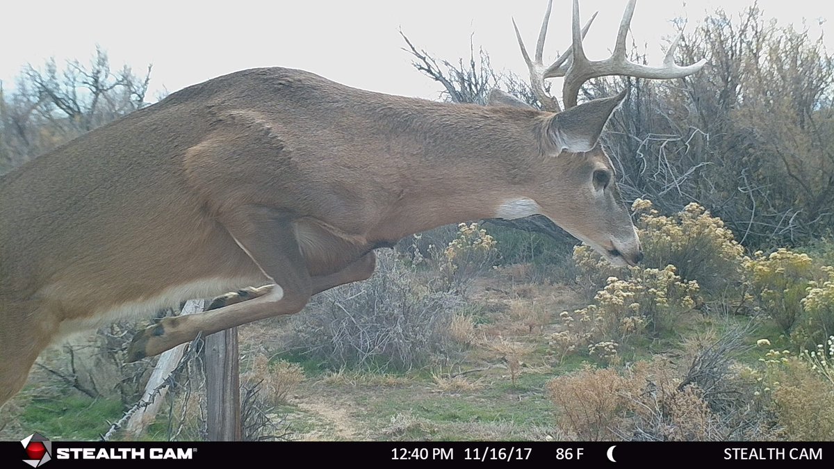 FredEichler's tweet photo. #STEALTHursday - Turkey season is great and all, but who is missing whitetail season?

#everythingeichler #fulldrawoutfitters #stealthcam #whitetail #deerseason #trailcam #gamecam #builtforthewild #teamoutdoors https://t.co/97hSHLOIBV