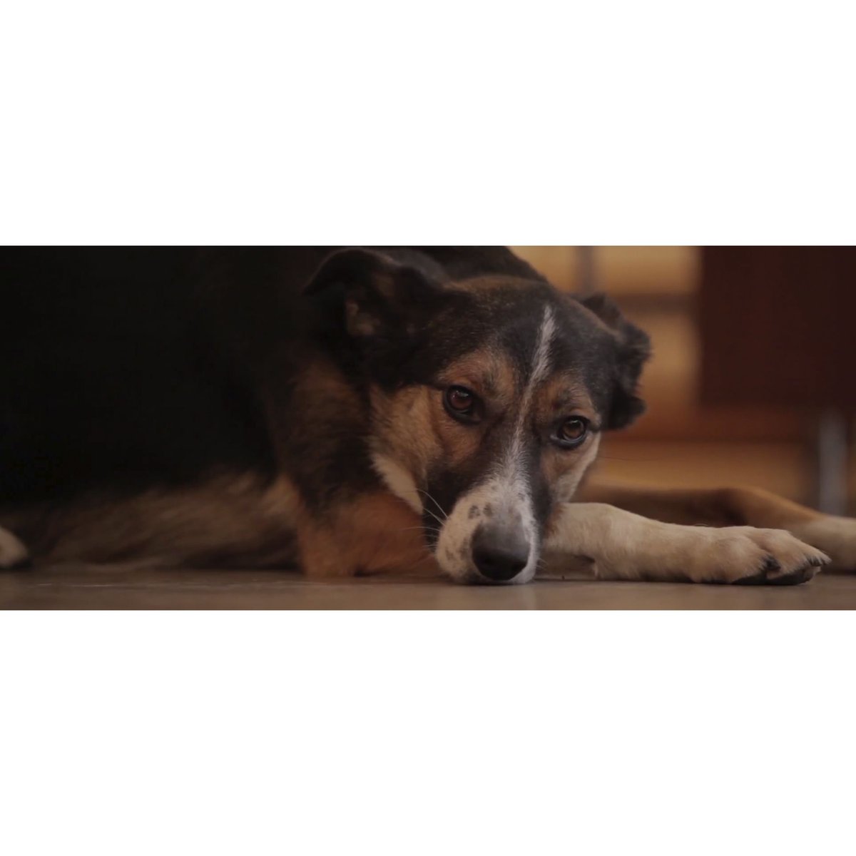 #dog #oberursel #filmmaking #postproduction #film #filmmakerslife #cinema #cinematography #videography #filmmakers #videographer #moviemaking #cinematographer #director #documentary #videoeditor #film #fedafilm #filmteam #setlife #videomaking #filmcommunity #sonyfs7