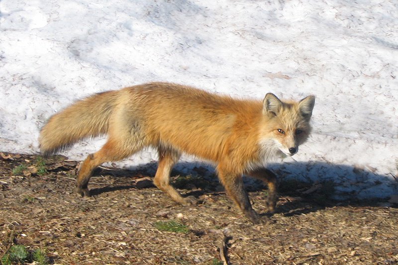 lemontRoyal's tweet photo. 🌍 In honour of Earth Day, Les amis de la #montagne invites you to (re)discover the #wealth of #fauna and #flora on #MountRoyal. 

☘️🐿 A magnificent #environment to #love and #protect! 

https://t.co/jJ5lfmONfS #EarthDay2019 #montreal https://t.co/brF0TF93oT