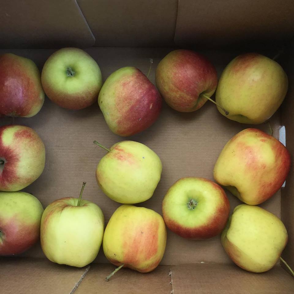 Appelkwartjes voor blokkende studenten in #bibieper #ieper 😀🍏🍎