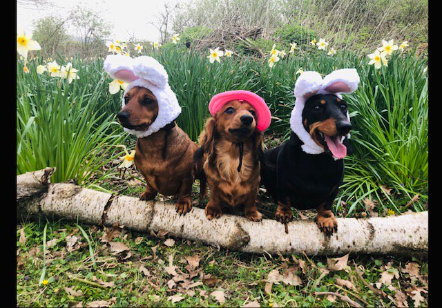 xlpools's tweet image. Happy Easter from the XL Pools Team! Check out our range of One-Piece, Lined and Concrete Pools visit xlpools.com! 😎🐰🍫🐣

#xlpools #easter #swimmingpoolinstallation #compasspools