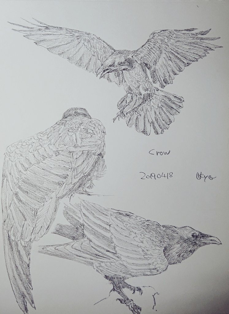 Twitter पर Kagetsu Ukyo 卯京 華月 今日の落書き カラスづくし 久しぶりかな W 落書き 鉛筆画 練習 素描 一日一絵 今日の落書き 絵描き Art 絵描き人 絵描きの輪 絵描きさんとつながりたい イラストの森 イラスト基地 イラスト王国