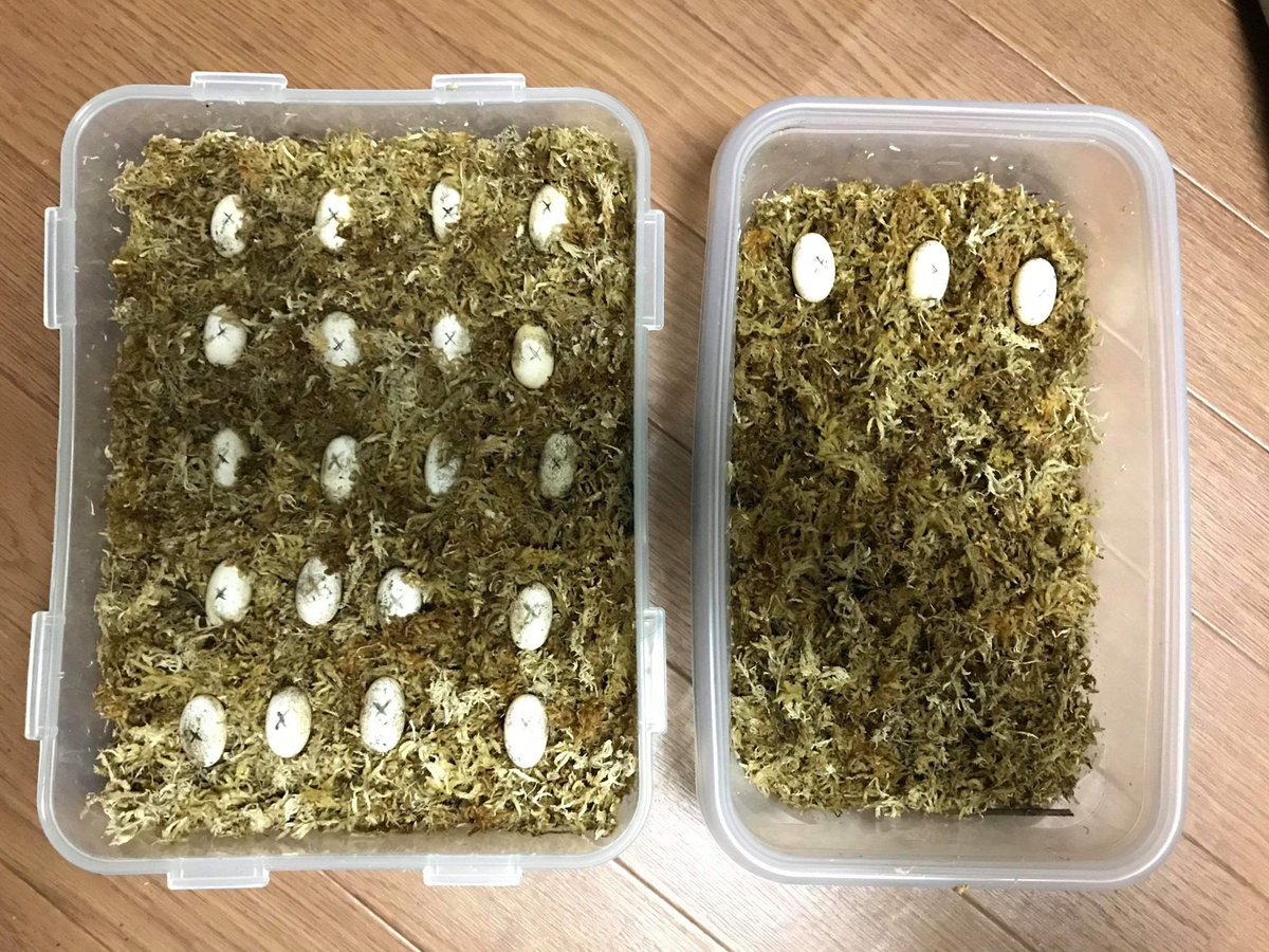 フトアゴヒゲトカゲ 有精卵 1つ - ペット用品