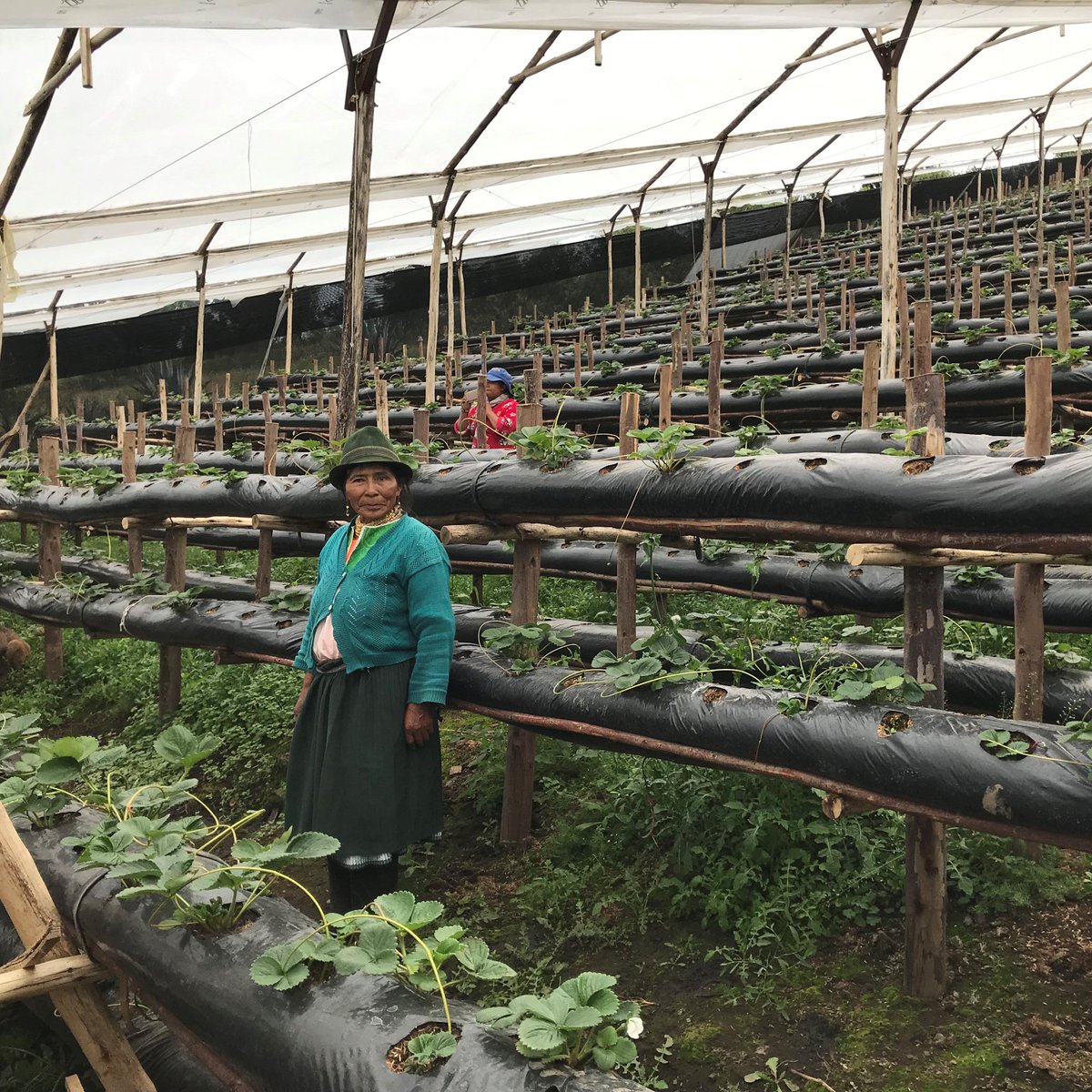 In #Ecuador🇪🇨 climate change has affected rainfall patterns, leading to droughts that impact smallholder farmers. Through this Climate Adaptation project, WFP implemented a community irrigation scheme to support small-scale agricultural projects such as strawberry growing. 💦🍓