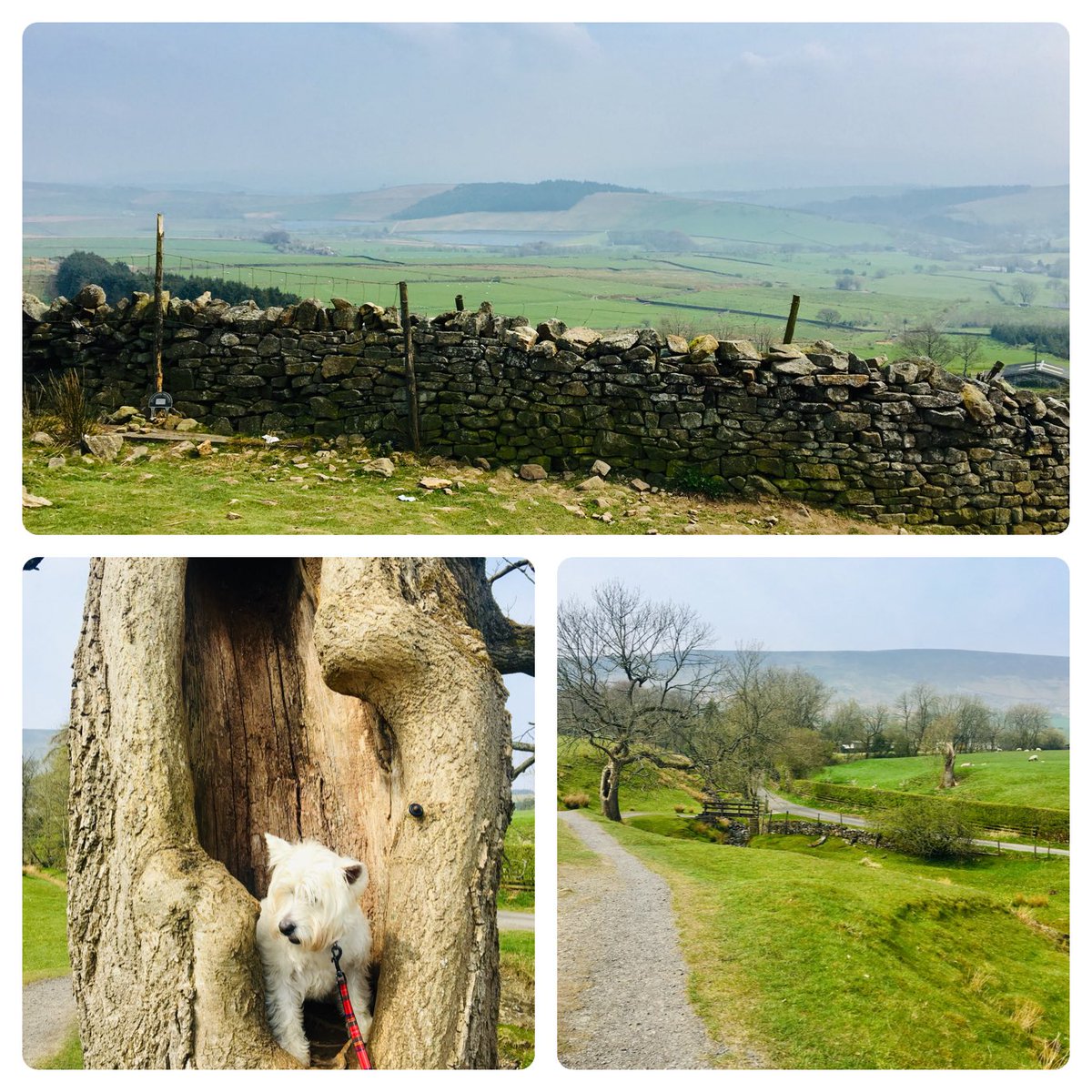 kmljjj's tweet image. Lovely day in the sunshine ☀️ climbing Pendle hill with one now very tired pooch💙
#Notawitchinsight
#Steepclimb
#Gloriouscountryside
#Earntourpublunch