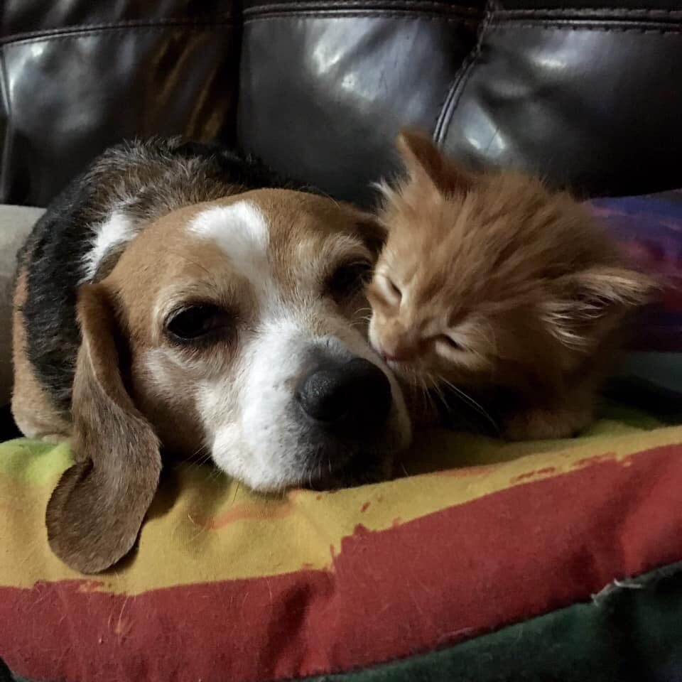 Kitten season again and yes, I know I vowed to retire as beaglebassador emeritus but Murf is a singlet and needs some extra love.
OK, one more time... if I have to.... I guess