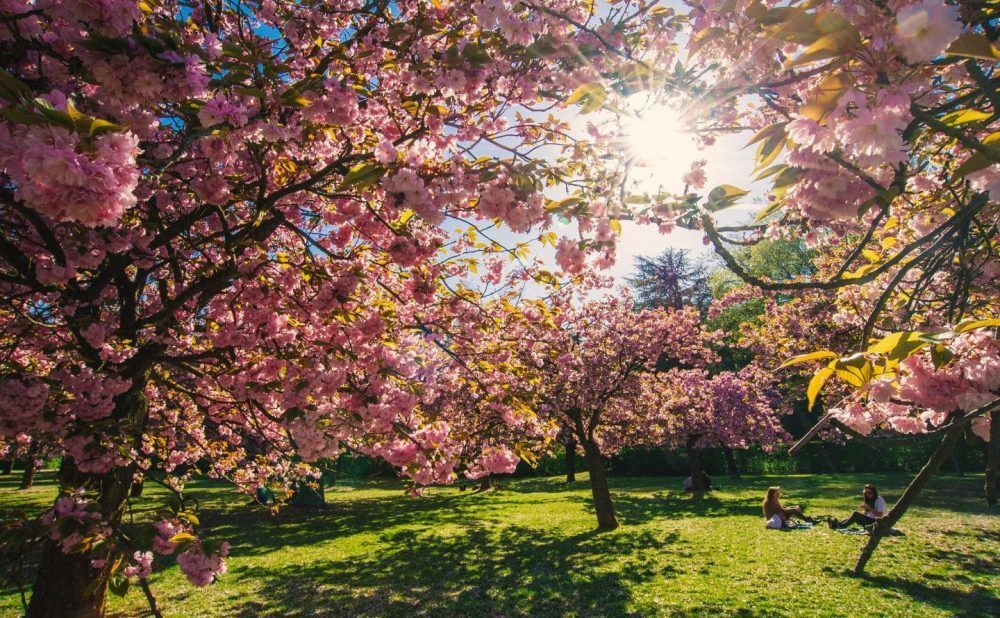 HotelFelicien's tweet photo. Le Parc de Sceaux célèbre le Hanami - fête des cerisiers en fleurs - les 20 et 21 Avril. Profitez de défilés, musique traditionnelle et village d'artisans après un pique-nique sous les arbres fleuris. ➡️ https://t.co/1mifPCxf9Q https://t.co/JcI5jqoLWe