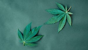 Thanks to <a href="/PConfidential/">Profit Confidential</a> for the profile! buff.ly/2UOzSwr #stocks #invest #Cannabis