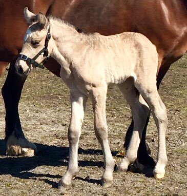 I natt kom påskeharen til oss med denne flotte krabaten😁🐰🐴
Magnums Oliver e. Bork Odin og Trø Vesla