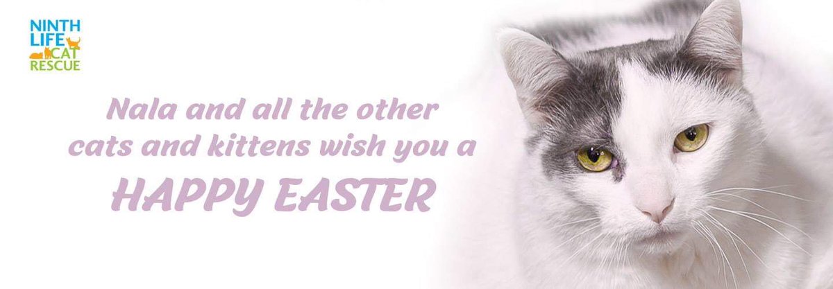 NinthLifeCR's tweet photo. Happy Easter from the NLCR. 
Our adoption centers will be open on Saturday and Monday.  Come by for a visit and a snuggle. https://t.co/CSdA5yQq4z