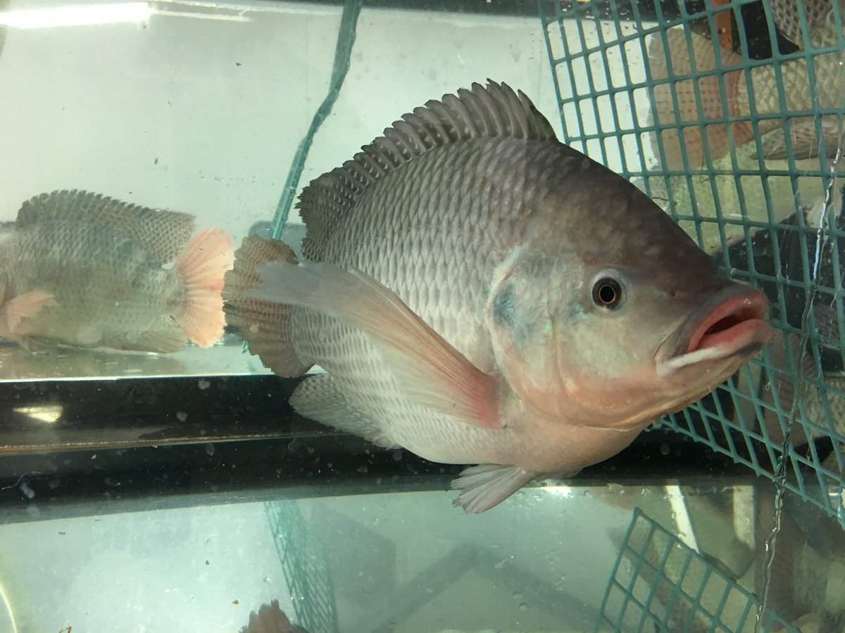 Fernandes Lab tweet media