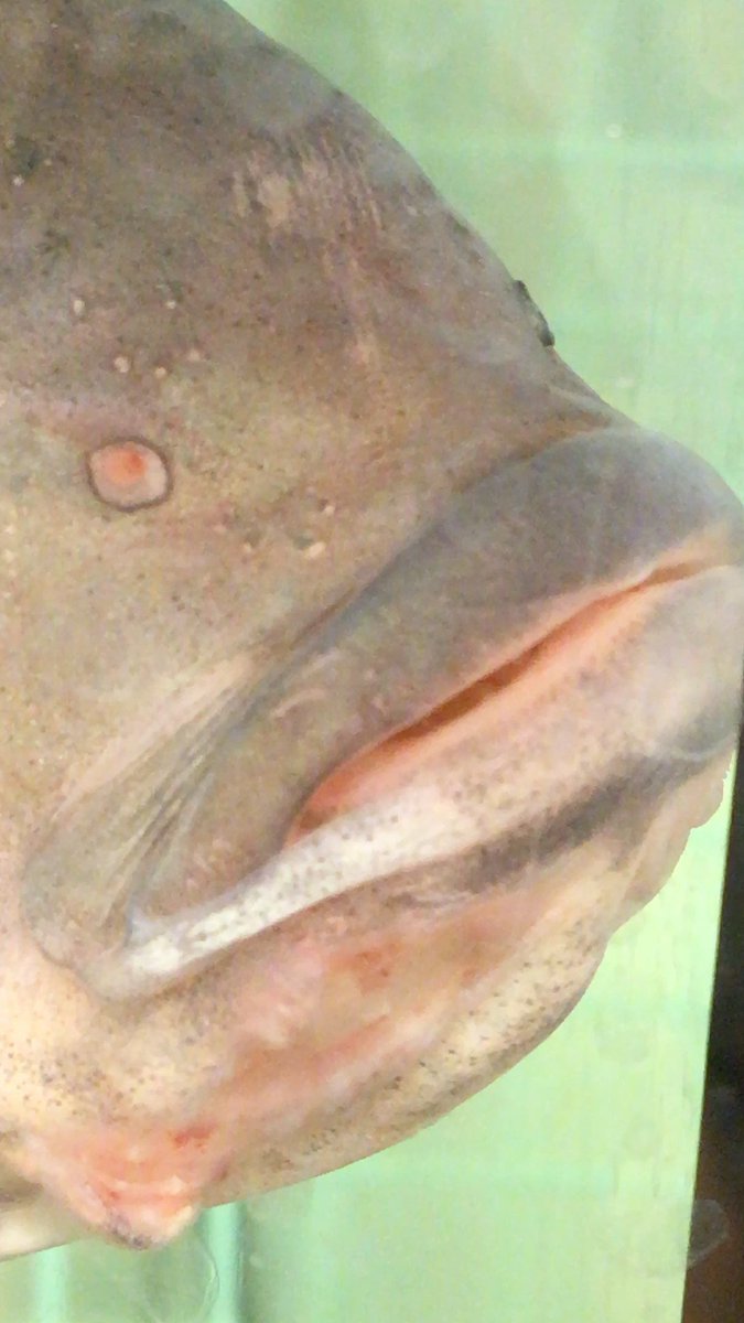 Fernandes Lab tweet media