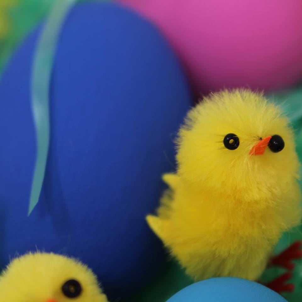 mypainthouse's tweet photo. All Painthouse colours are toxin free, child safe and pet safe, so if you have some paint left over have a bit of Easter Fun with the rest of the family… After painting our office wall, we used the rest on these wooden eggs and basket. And we just love the colourful results! https://t.co/MjQJwkZh54