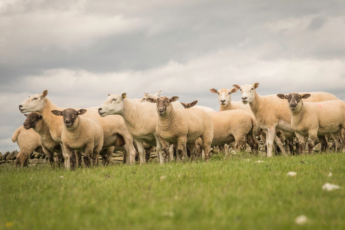 lleynsheep's tweet photo. Lleyn ewe - capable of straightforward lambing even when crossed with a terminal sire https://t.co/uQjFFTQO2f #crossbred #sheepfarming #efficientewe https://t.co/4E93XUsVvx