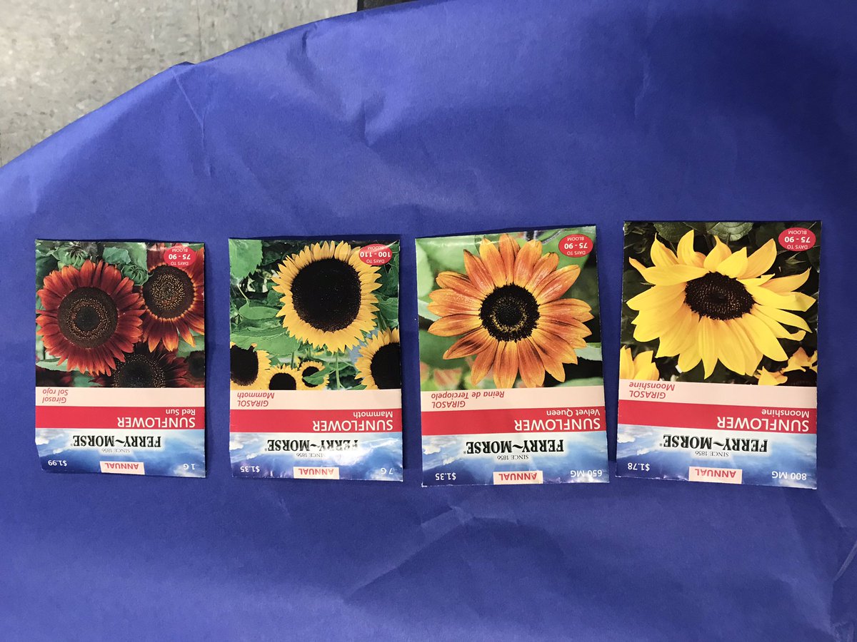 Miki_Salamon's tweet photo. It was so fun helping out with Kindergarten Orientation today! We read a book about planting seeds, then the students had the chance to pick out a type of sunflower then plant it themselves! I can’t wait to see them grow! 🌱🌻☀️ #EDU372 #ElonEd #EnviroEd https://t.co/fSMPqUTBEQ