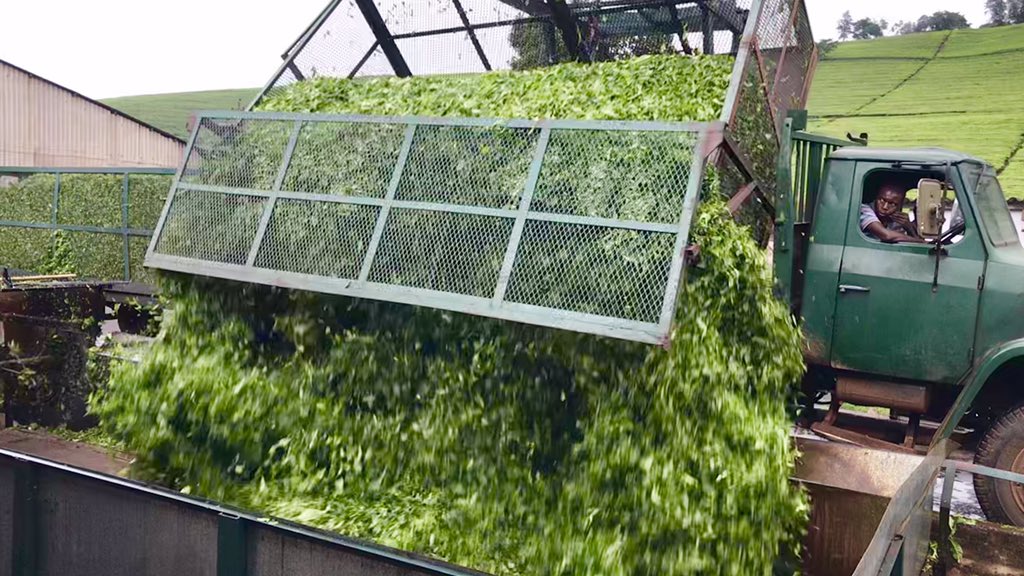 UKSimonT's tweet photo. Freshly-picked tea leaves 🌱 arriving at the Wamba Tea Factory in Honde Valley, #Zimbabwe 🇿🇼. Processed, packed and next stop... London. Just in time for tea! 🇬🇧☕️🕓 https://t.co/Zqj4PS38oZ