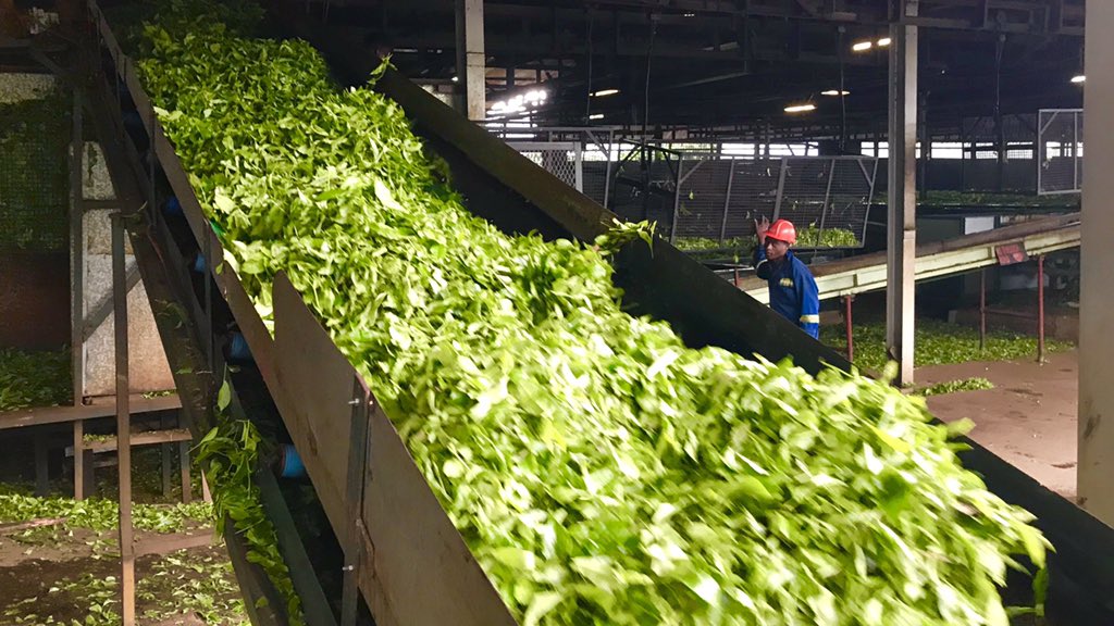 UKSimonT's tweet photo. Freshly-picked tea leaves 🌱 arriving at the Wamba Tea Factory in Honde Valley, #Zimbabwe 🇿🇼. Processed, packed and next stop... London. Just in time for tea! 🇬🇧☕️🕓 https://t.co/Zqj4PS38oZ