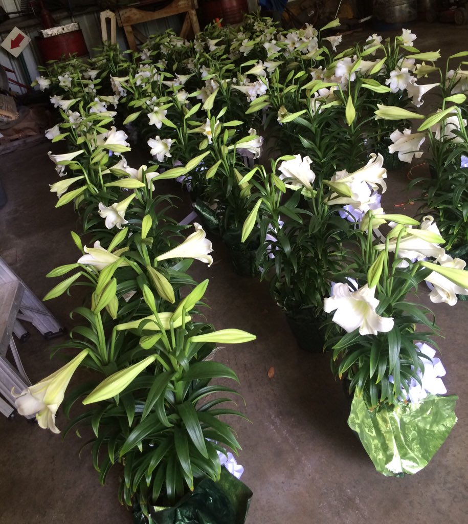 105 Easter lilies were placed around Oakdale this morning. 
.
.
#OakdaleCemetery  #EasterLilies #EasterWeekend  #ILM #HistoricWilmington #MaundyThursday