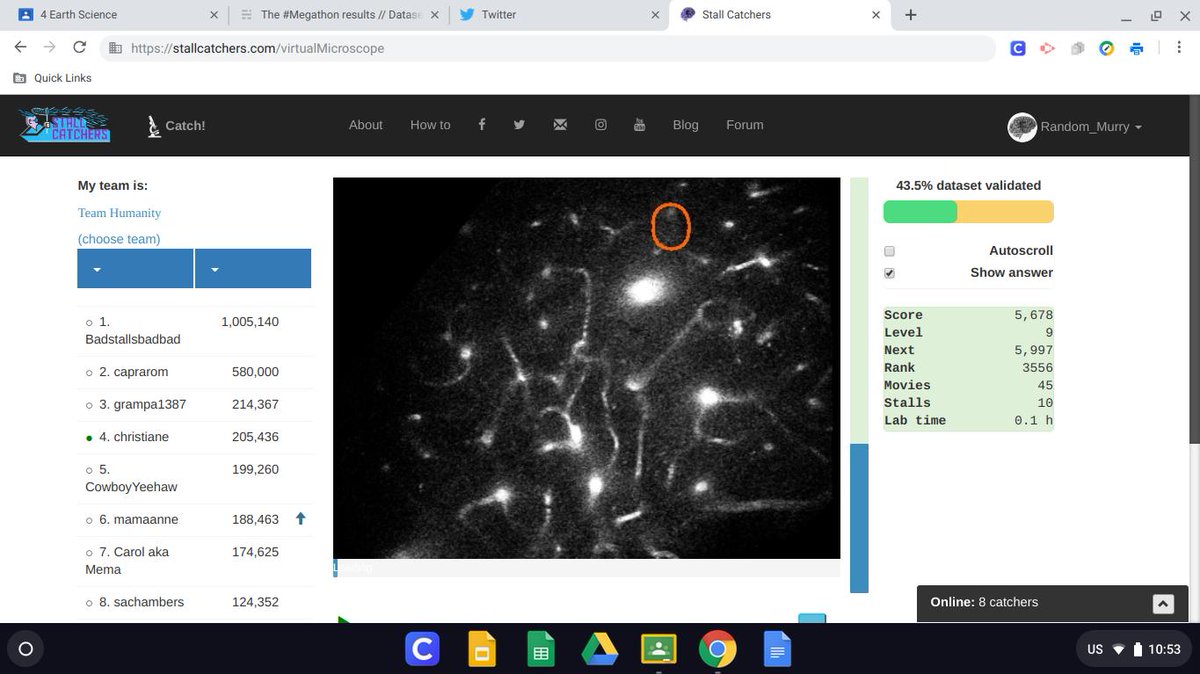 MurryRandom's tweet photo. @eyesonalz
 My progress 
#Megathon #CitSciDay2019 #CitSci #StallCatchers https://t.co/pzU5xofkTp